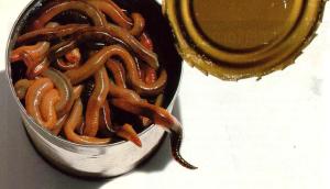 can20of20worms1.jpg