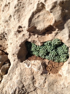 Lovely little tiny green things growing in a seemingly inhospitable space. Taken by my eldest child.